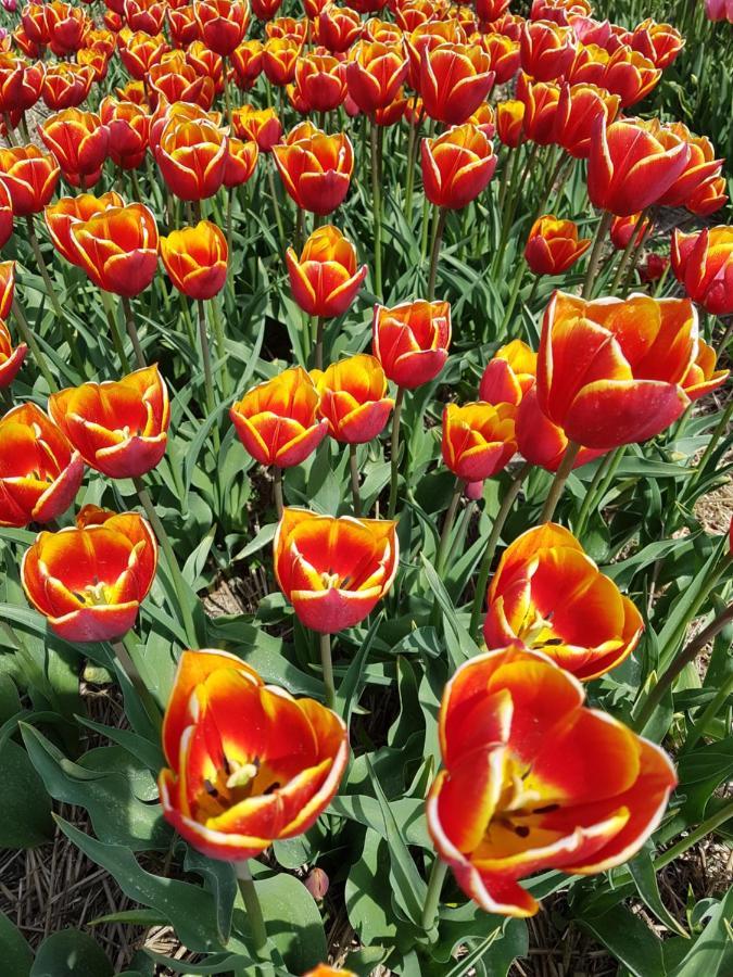 Romantisch Huisje Nabij Het Strand Met Uitzicht Op De Tulpenvelden Julianadorp Exterior foto