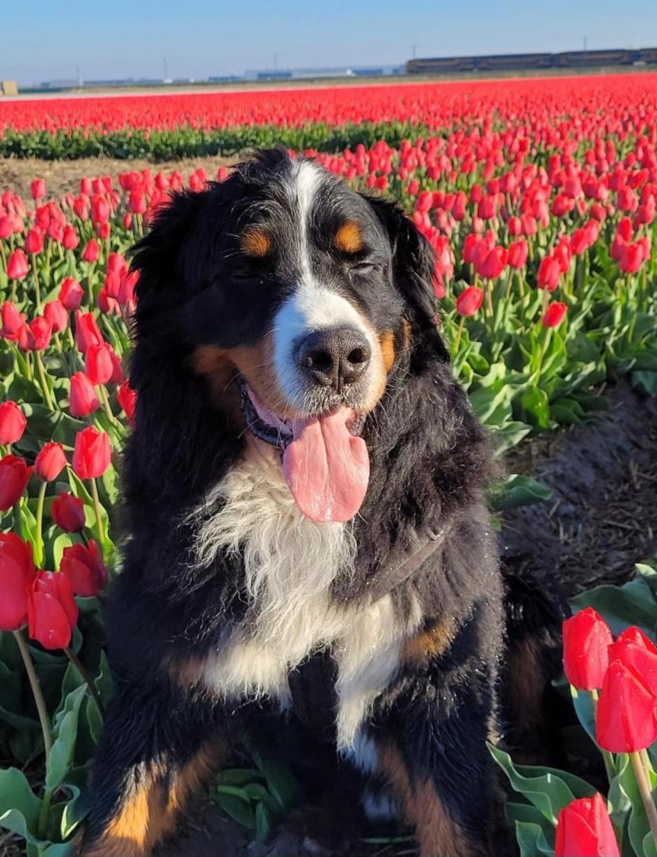 Romantisch Huisje Nabij Het Strand Met Uitzicht Op De Tulpenvelden Julianadorp Exterior foto
