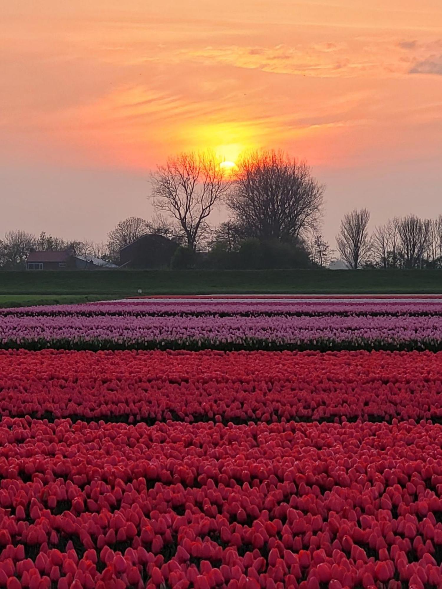Romantisch Huisje Nabij Het Strand Met Uitzicht Op De Tulpenvelden Julianadorp Exterior foto